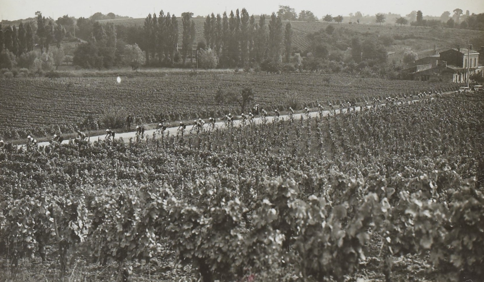 cycling vineyard France