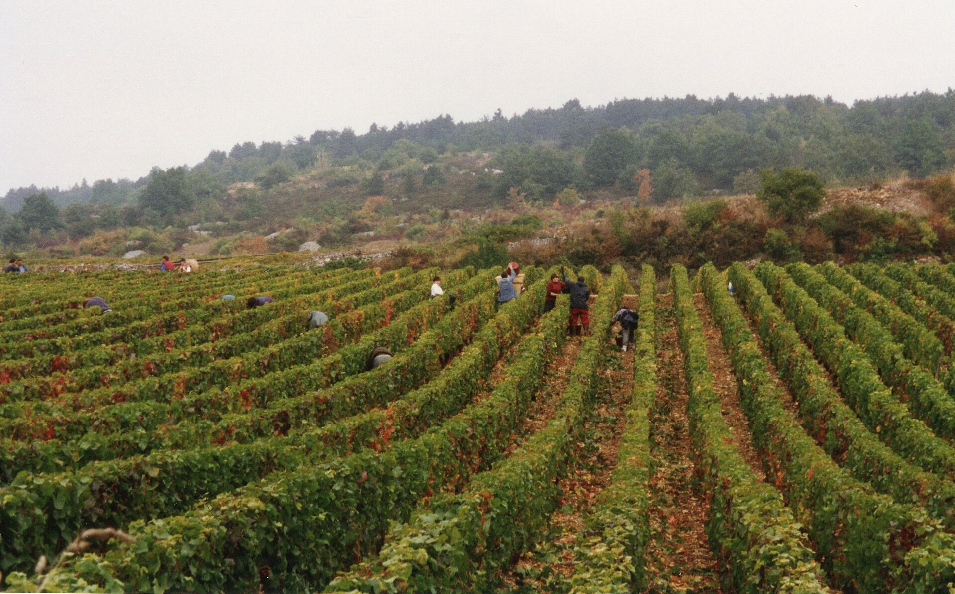 grape harvest France vineyard