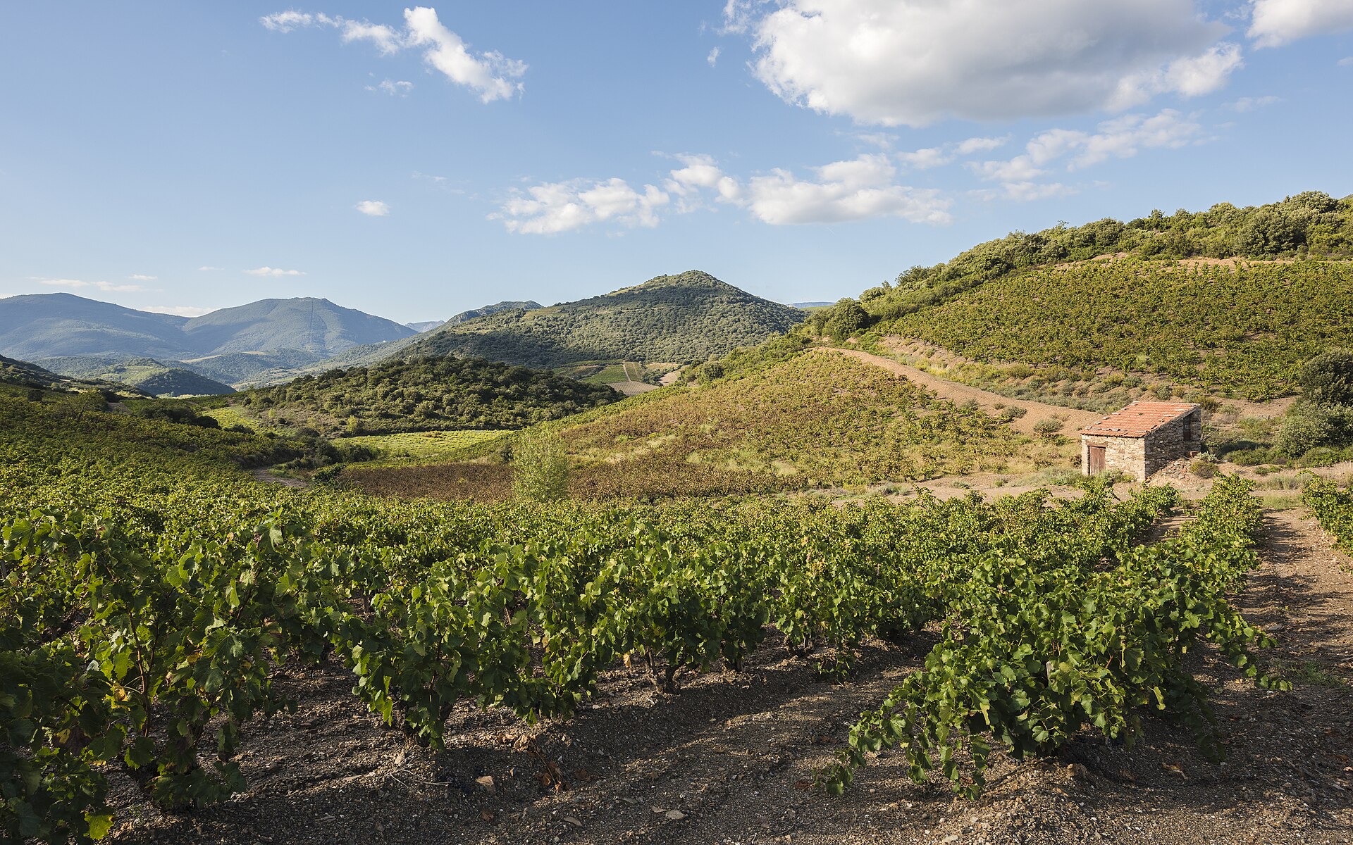 Languedoc vineyard landscape France