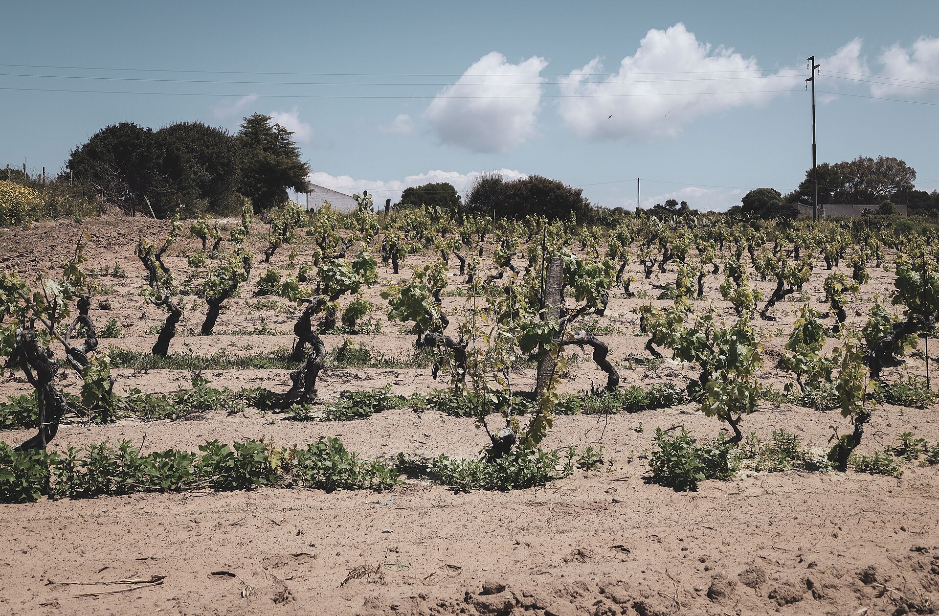 Sardinia vineyard coast