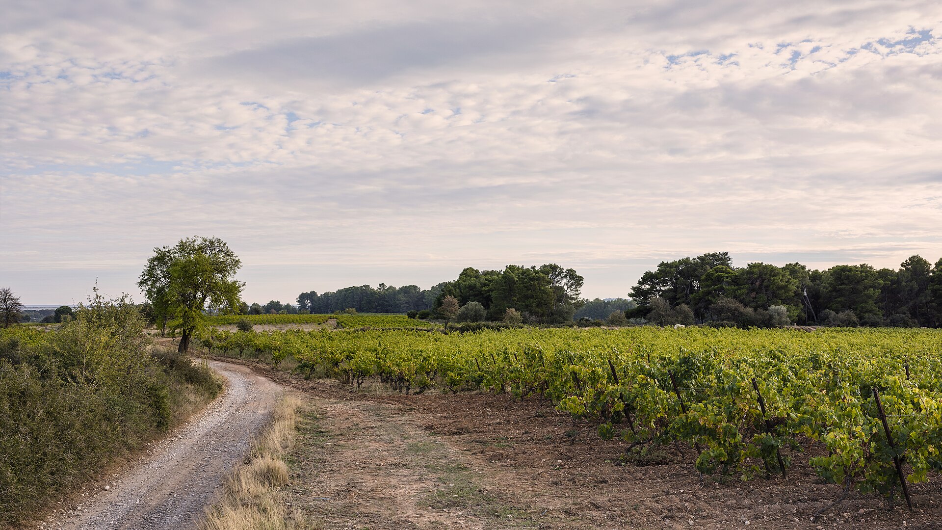 French vineyard landscape rows
