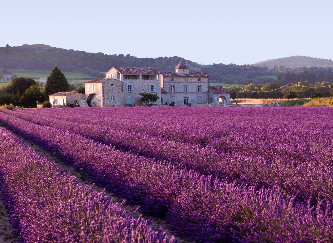 Provence lavender vineyard