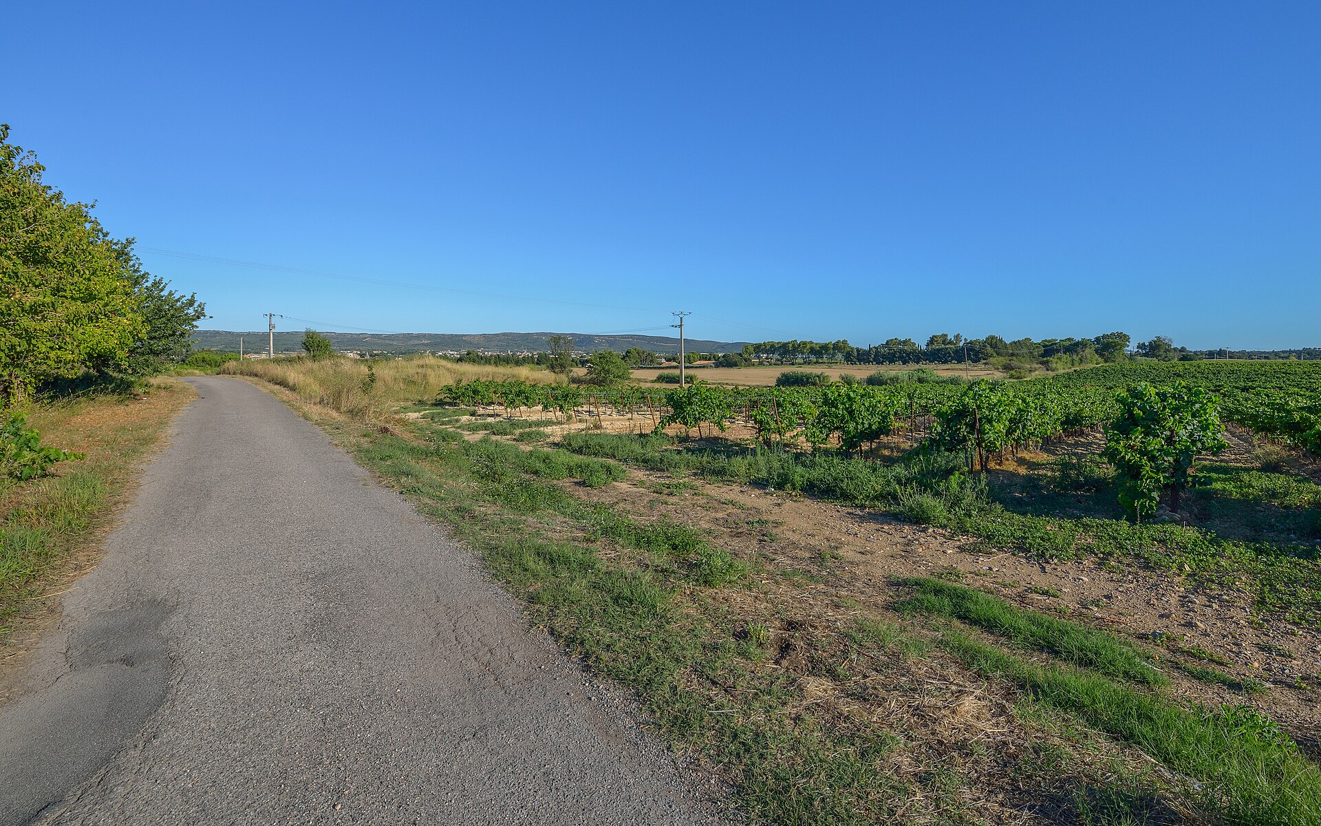 French country road vineyards