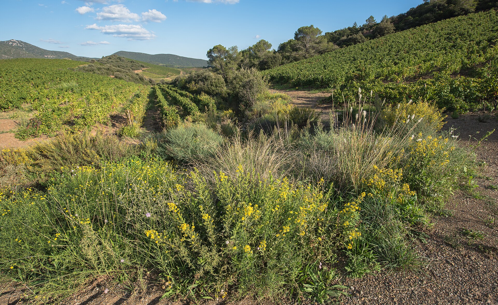 Languedoc vineyard hills