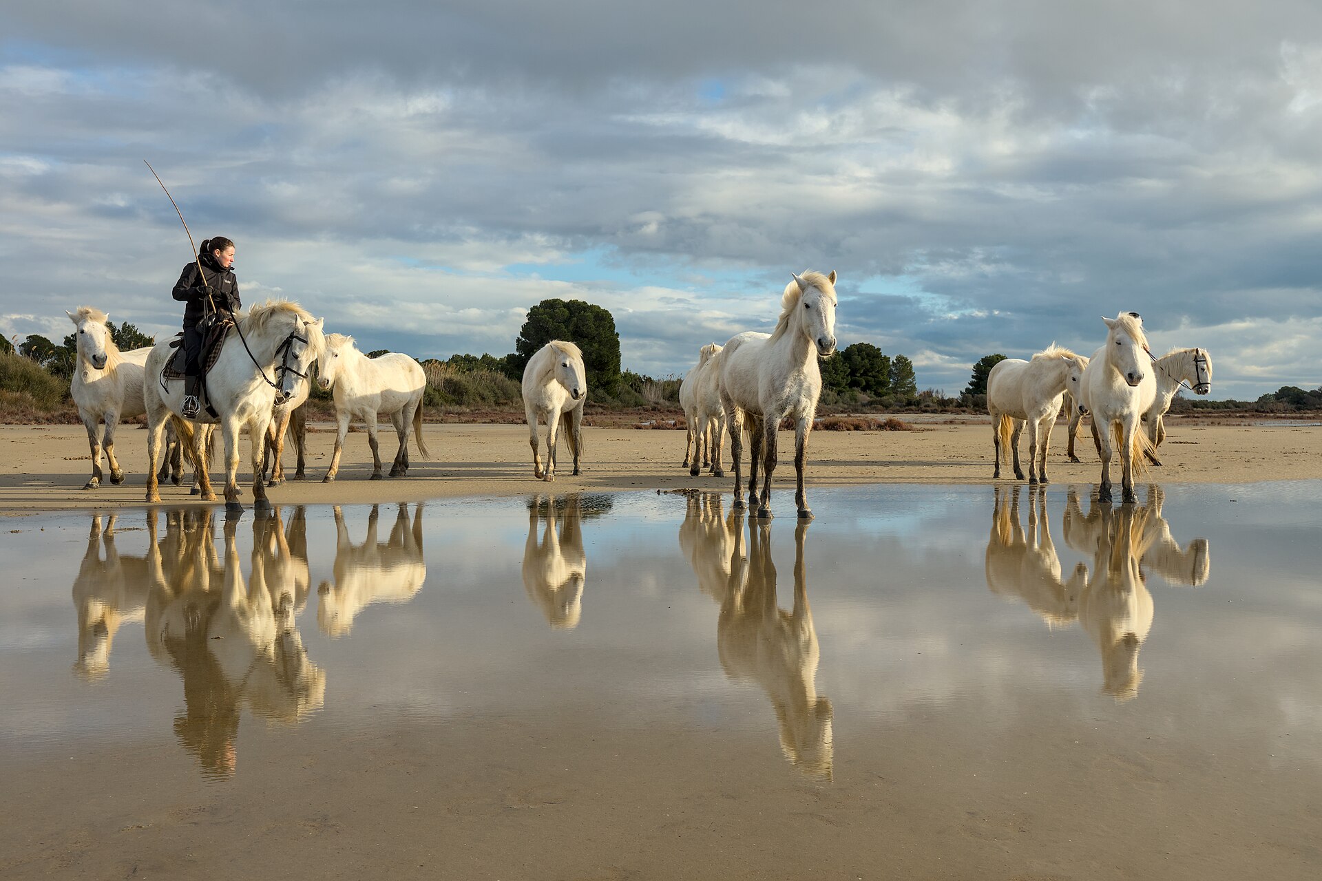 Camargue horses France