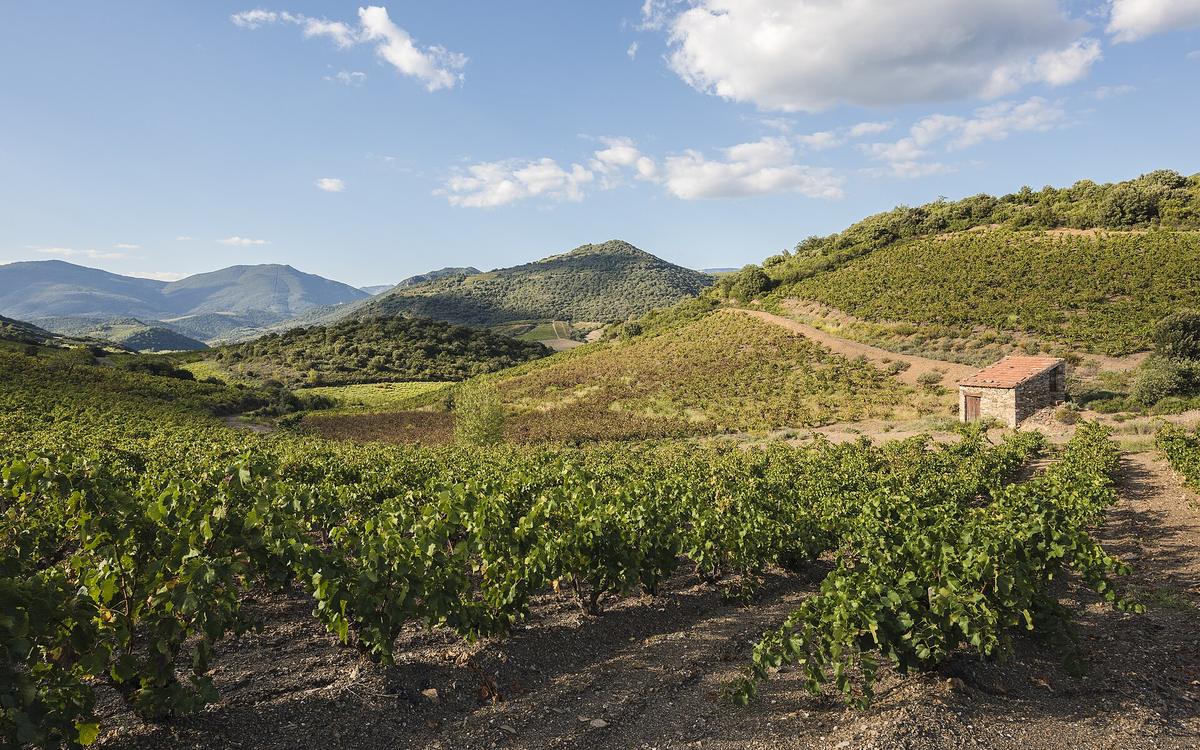 Languedoc vineyard landscape France