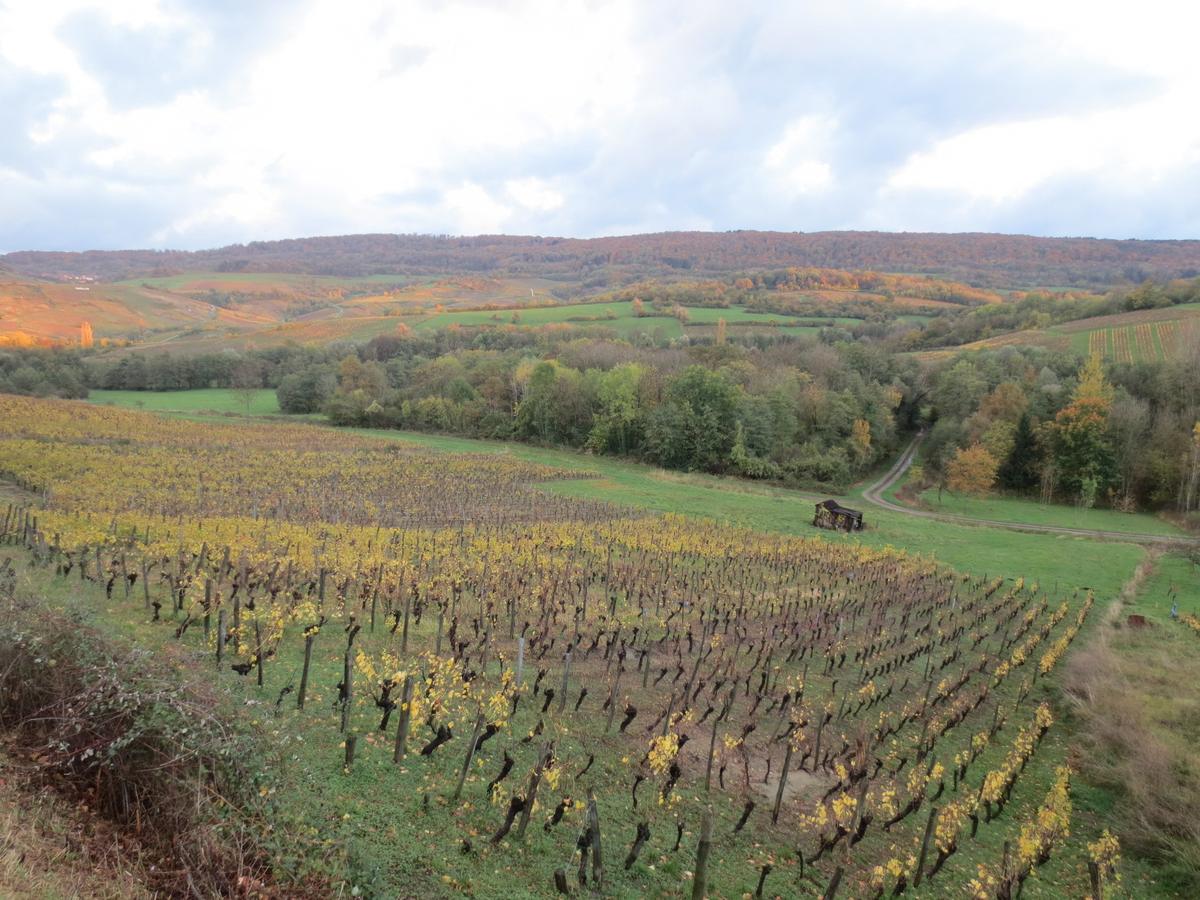 Jura vineyard France mountains