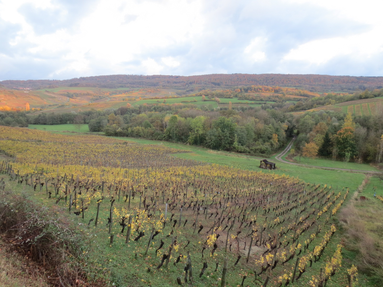 Jura vineyard France mountains